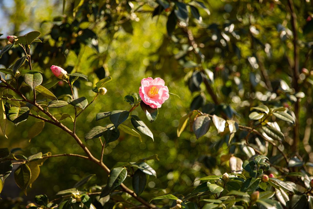 pink flower on tree